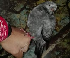 Rescued #Survivor #Pigeon from #Warsaw #Poland- I Call Him For Somethi